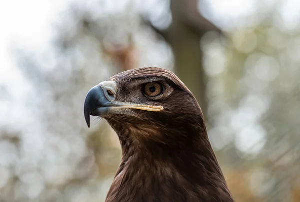 Doğada bir kartal portresi