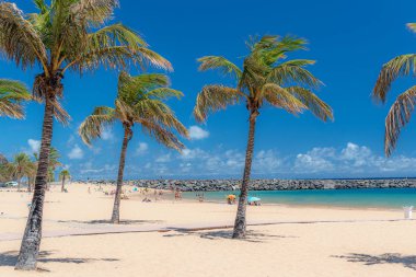 Tenerife, sahilde palmiye ağaçları