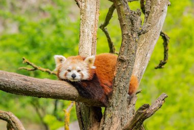 Red panda ağaç üzerinde dinlenme