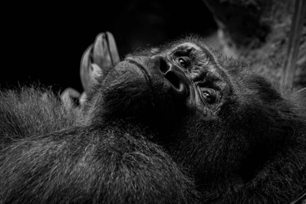 Retrato Gorila Montaña Fotografía Primer Plano — Foto de Stock