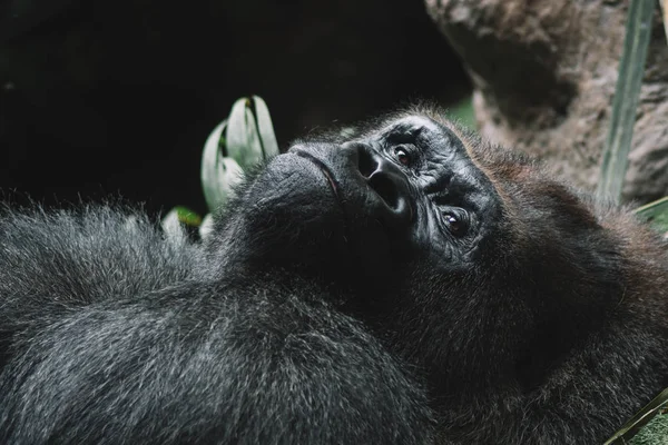 Retrato Gorila Montaña Fotografía Primer Plano — Foto de Stock