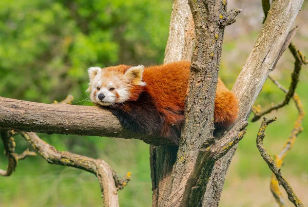 Красная Панда Отдыхает Дереве — стоковое фото