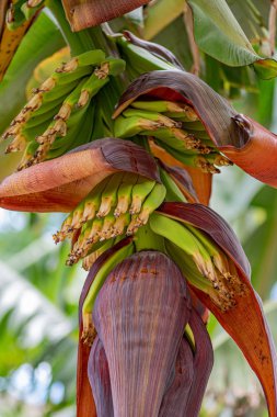 Muz ekimi, muz palmiyesi, muz eli