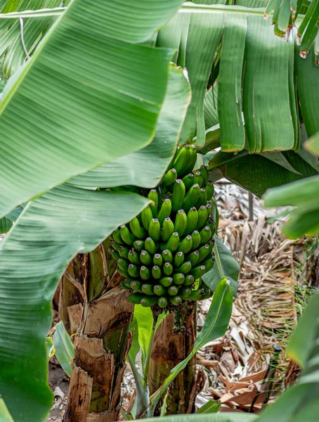 Banana plantation, banana palm, hand of bananas