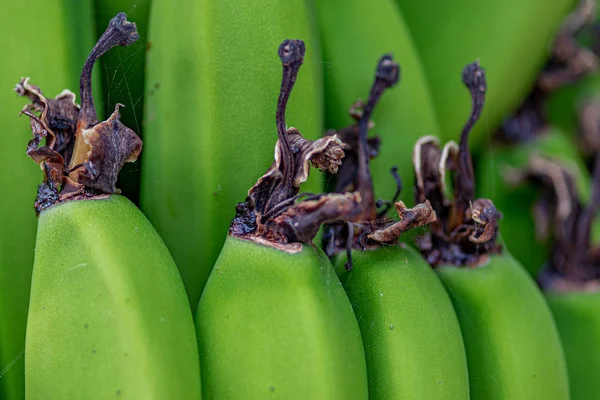 Hand of bananas, banana plantation, banana palm