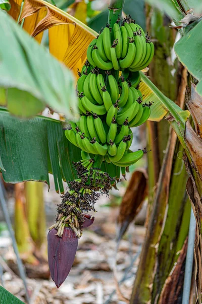 Plantación Plátanos Palmera Plátano Mano Plátanos — Foto de Stock