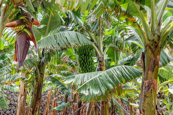 Banana plantation, banana palm, hand of bananas