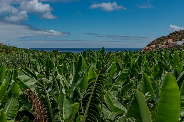 Banana plantation, banana palm, hand of bananas