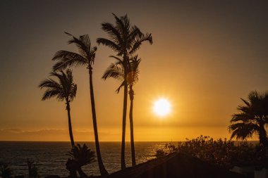 Cennette gün batımı, palmiye ağaçlarıyla güzel okyanus manzarası, altın saat