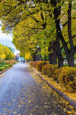 Sonbahar Park sokakta. Sarı çalı, yeşil yapraklar, gri asfalt.