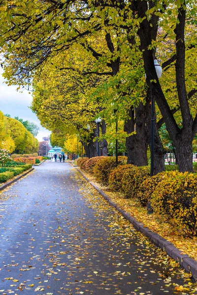 Callejón Parque Otoño Arbusto Amarillo Follaje Verde Asfalto Gris — Foto de Stock