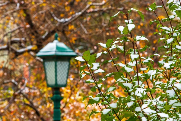Bulanık sonbahar yaprakları ve şık sokak lambası arka plan üzerinde ilk kar üzerinde yeşil sonbahar yaprakları