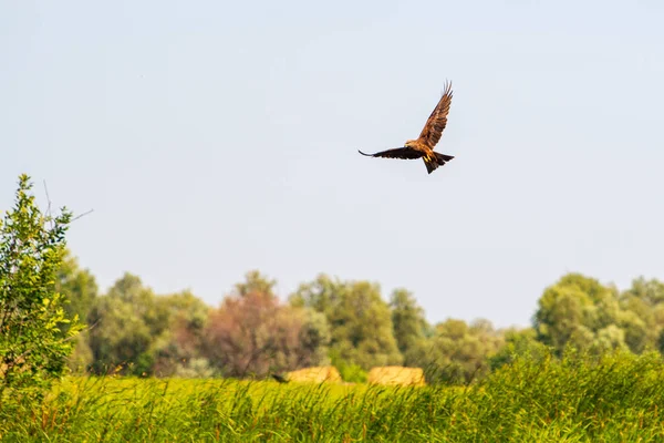 Mavi gökyüzü Şahin Şahin (buteo buteo) yükselen. Şahin av arıyor.