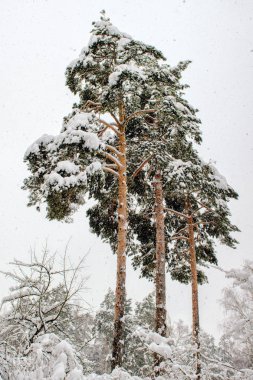 Karlı ormanların ve beyaz gökyüzünün arka planında kar yağışı üç uzun çam