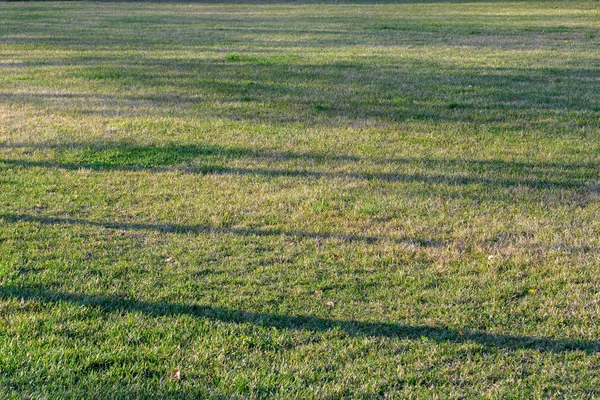 黄緑色の草と太陽のまぶしさと日没の斜めの光線の影と秋の芝生の背景画像 — ストック写真