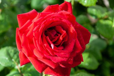 Yeşil bulanık arka planda kırmızı gül. Yakın çekim