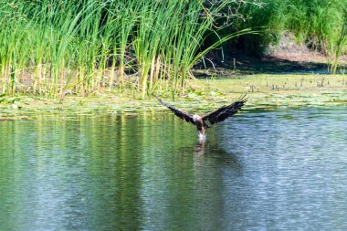 Hawk ortak Şahin Saldırı (buteo buteo). Şahin küçük balıkları avlar..