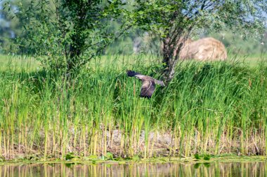 Ağaçların arka planda Uçan Şahin Şahin (buteo buteo). Şahin av arıyor.