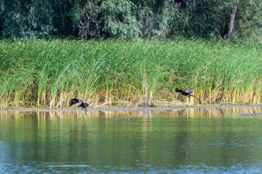 Hawk ortak Şahin Saldırı (buteo buteo). Şahin küçük balıkları avlar..