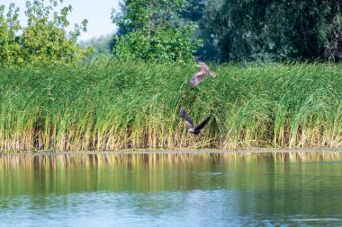 Ortak Şahin şahin (buteo buteo) bir çift Avcılık. Şahin küçük balıkları avlar..