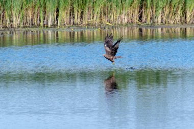 Hawk ortak Şahin Saldırı (buteo buteo). Şahin küçük balıkları avlar..