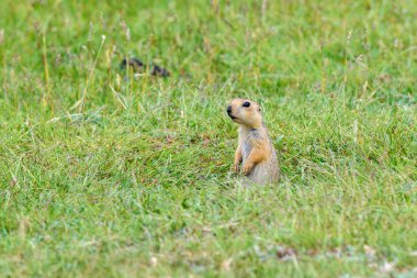 Sevimli küçük zemin sincap (Spermophilus, gopher) uzun yeşil çim onun yuva yakınında oturur.