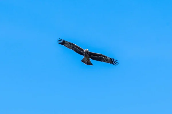 Volando Cielo Azul Hawk Buzzard Buteo Buteo Halcón Buscando Presas —  Fotos de Stock