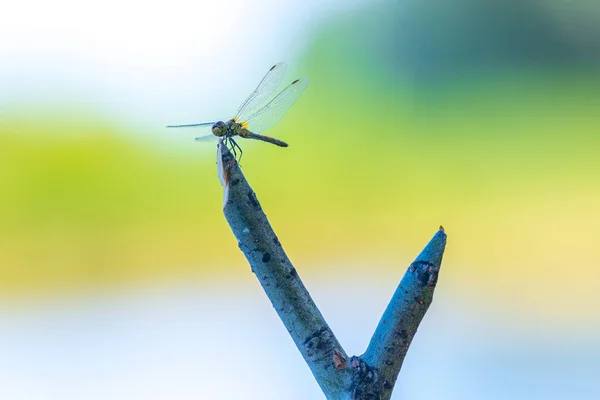 Sleepy Dragonfly Sitting Hand Made Wooden Stand Fishing Rods Blurred — Stock Photo, Image