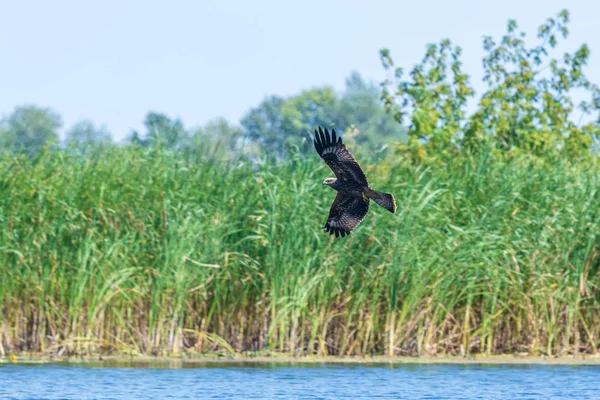 Hawk ortak Şahin Saldırı (buteo buteo). Şahin küçük balıkları avlar..