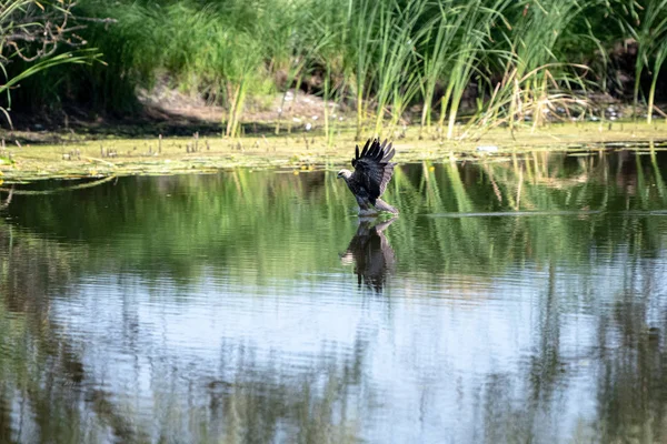 Ataque Del Halcón Común Buitre Buteo Buteo Halcón Aprovecha Peces — Foto de Stock