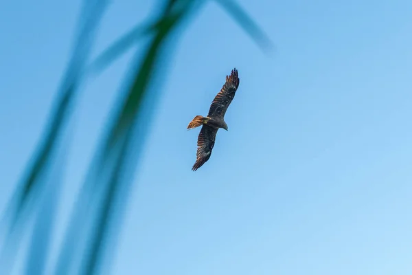 Volando Cielo Azul Hawk Buzzard Buteo Buteo Halcón Buscando Presas —  Fotos de Stock
