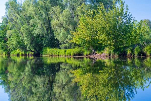 Ağaçların ve sazlıkların taze yeşil yaprakları sessiz nehrin mavi sakin suyuna yansır. Orta iklim bölgesinde sıcak yaz öğle.
