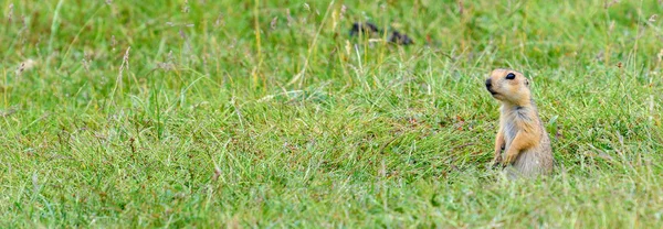 Niedliches Kleines Erdhörnchen Spermophilus Gopher Sitzt Der Nähe Seiner Höhle — Stockfoto