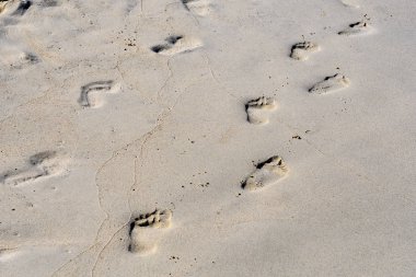 Sahilde ıslak kum üzerinde çıplak çocuk ayakları ayak izleri