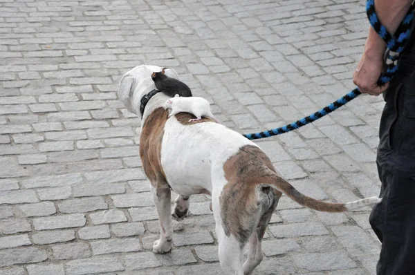 Praag Tsjechisch Mei 2009 Hondenbevecht Ras Vreedzaam Rolt Zichzelf Hamsters — Stockfoto