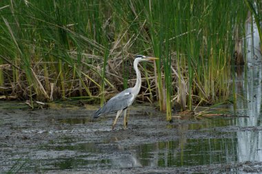 Gri Heron Ardea cinerea sazlıkduruyor.