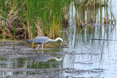 Gri Heron Ardea cinerea sazlıkavlar.