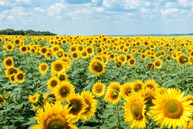 Parlak sarı çiçekler ve yeşil yaprakları olan bir ayçiçeği tarlası, ufukta bir orman ve bulutlarla dolu bir gökyüzü.