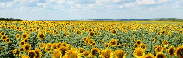 Parlak sarı çiçekler ve yeşil yaprakları olan bir ayçiçeği tarlası, ufukta bir orman ve bulutlarla dolu bir gökyüzü. Kavram. Panorama. Afiş.