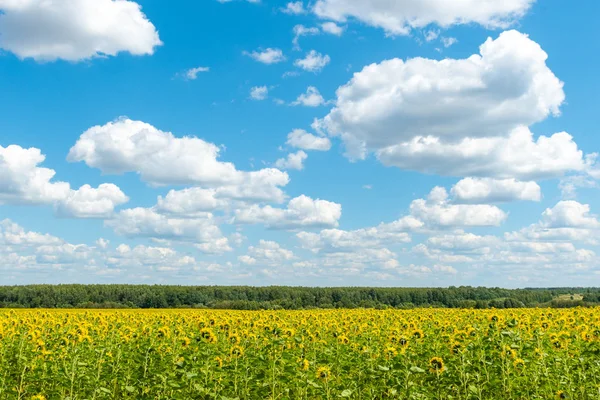 鮮やかな黄色の花と緑の葉を持つヒマワリ畑 地平線上の森 雲の多い空 — ストック写真