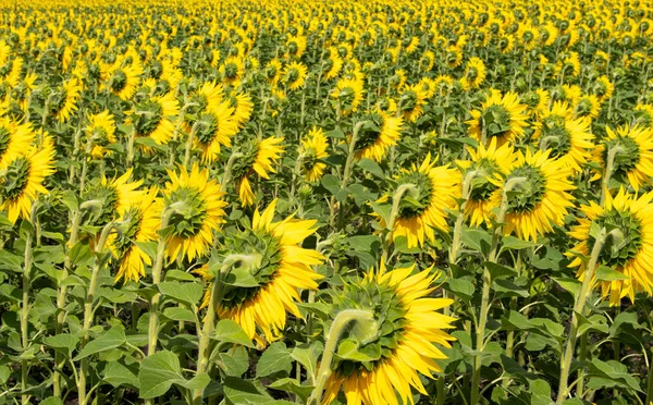 A sunflower field in the whole frame with sunflowers with heads turned around from the camera. Concept.