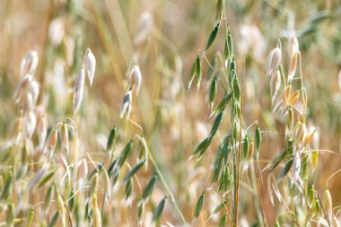 Tarlada yulaf kulakları. Close. Bulanık arka plan.