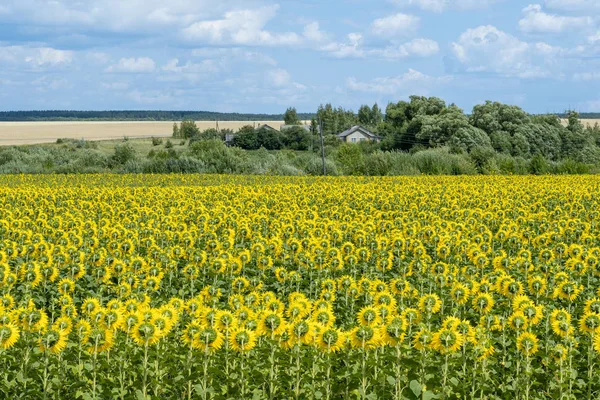 Slender rows of sunflower heads turned to one side look at a village house hidden by green trees.