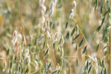 Olgun yulaf ile Alan. Close. Doku. Arka plan.