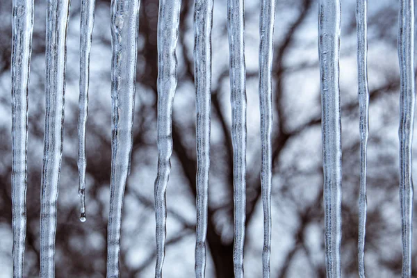 Reticolo Verticale Ghiaccioli Congelati Sullo Sfondo Rami Albero Invernali Nudi — Foto Stock