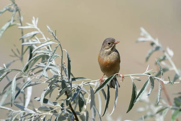 Seekor Burung Oatmeal Yang Indah Duduk Cabang Pohon Dengan Daun — Stok Foto