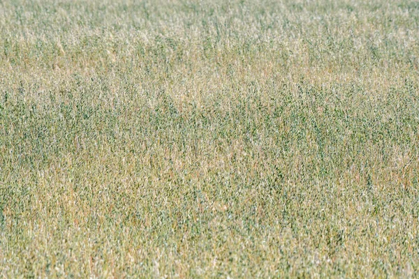 Olgun yulaf ile Alan. Doku. Arka plan.