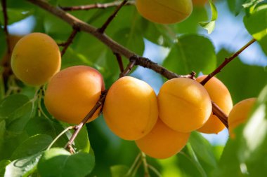 Bahçede yeşil bir ağaç üzerinde sarı kayısı ile Dal. Close.