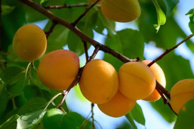 Bahçede yeşil bir ağaç üzerinde sarı kayısı ile Dal. Close.