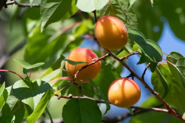 Mavi bir gökyüzüne karşı bahçede bir ağaç üzerinde olgun kayısı ile yeşil dal. Close.